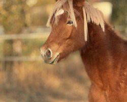 dressage horse Südpfalz Henrietta (German Riding Pony, 2023, from HET Golden Dream)