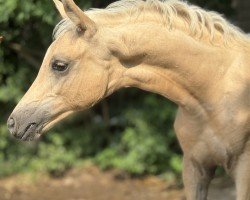 foal by Südpfalz Great Choice (German Riding Pony, 2024, from HET Golden Dream)