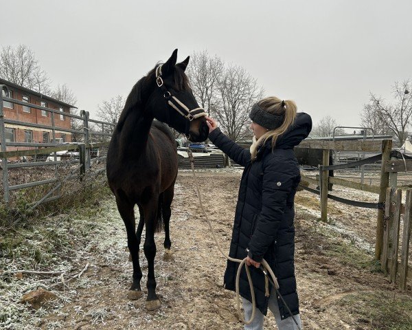 jumper Ulani (German Sport Horse, 2022, from Unreachable S)