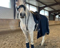 jumper Milky Way van Dorperheide (Belgian Warmblood, 2012, from Zilverstar T)