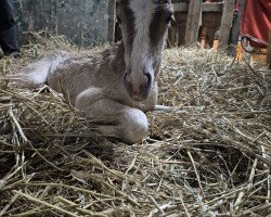 foal by (ox 10,94) (Edelbluthaflinger, 2025, from Ansgar (7,91% ox))