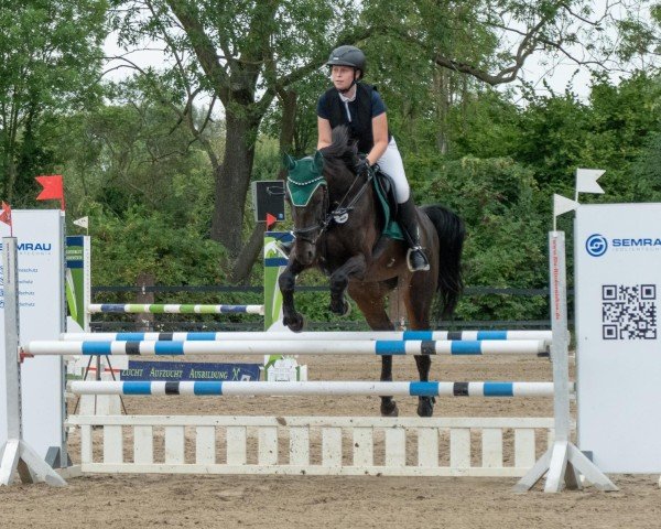 jumper Cabrina de la Cour - S (KWPN (Royal Dutch Sporthorse), 2007, from Tangelo van de Zuuthoeve)