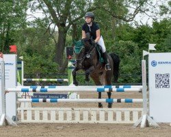 jumper Cabrina de la Cour - S (Swedish Warmblood, 2007, from Tangelo van de Zuuthoeve)