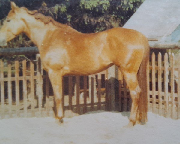 Zuchtstute Lafette (Rheinländer, 1980, von Lustig II)