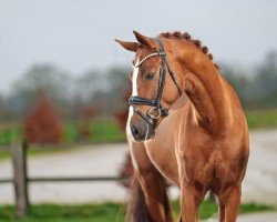 stallion Beckham 32 (German Sport Horse, 2019, from Callaho's Benicio)