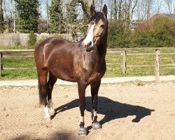 broodmare Sheela 59 (German Riding Pony, 2010, from Chantre 31)