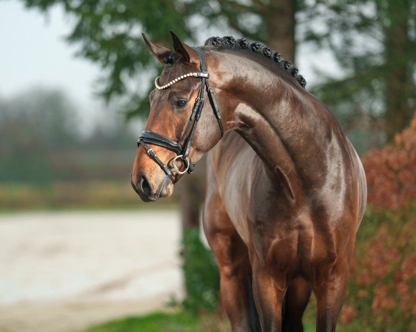 dressage horse Strong Oak (Oldenburg, 2021, from So Perfect)