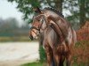 dressage horse Strong Oak (Oldenburg, 2021, from So Perfect)