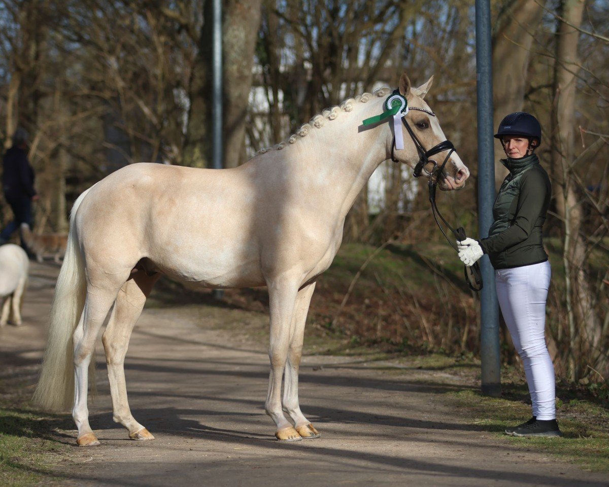 dressage horse Neumond (German Riding Pony, 2022, from Neverland WE)