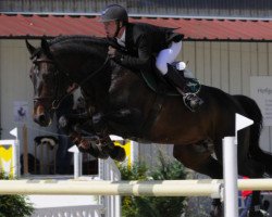 Deckhengst Pivarot van de Kapel (Belgisches Warmblut, 1999, von Happy Wind D'Hof Ten Bos)