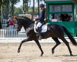 stallion Drosa Fuerst Kennedy OLD (Oldenburg, 2015, from Fürsten-Look)