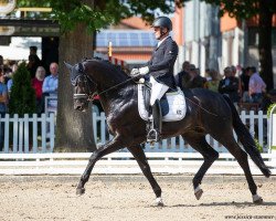 dressage horse Fürst Finest 2 (Oldenburg, 2015, from Finest)