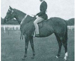 broodmare Bubbles (Arab half breed / Partbred, 1955, from Count Dorsaz ox)