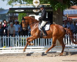 dressage horse Fortunity S FRH (Hanoverian, 2015, from Franziskus FRH)