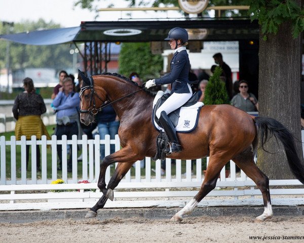 dressage horse For Sure (Hanoverian, 2015, from Finest)