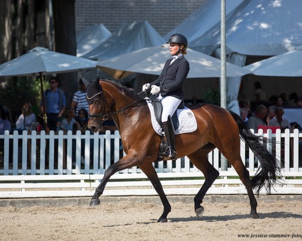 dressage horse First Touch 7 (German Sport Horse, 2015, from Rock For You)
