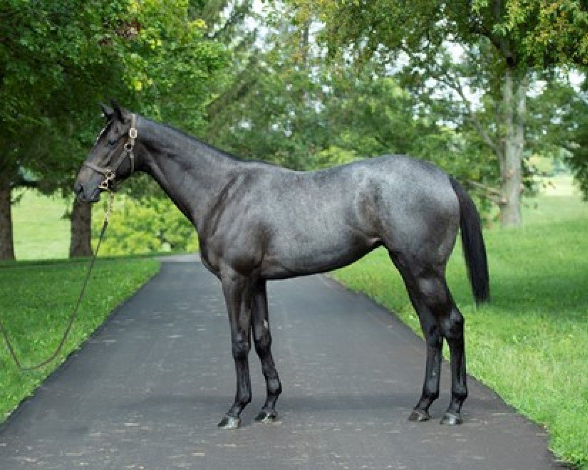 broodmare Go Go Princess xx (Thoroughbred, 2020, from Justify xx)