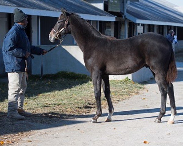 horse Hengst von Broken Vow xx (Thoroughbred, 2018, from Broken Vow xx)