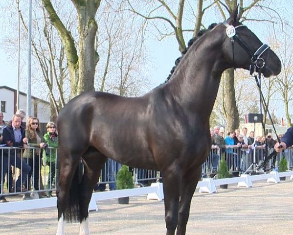 dressage horse Amphitryon (Oldenburg, 2012, from Ampère)