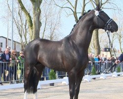 dressage horse Amphitryon OLD (Oldenburg, 2012, from Ampère)