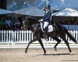 stallion Fashion In Black NRW (Westphalian, 2015, from For Romance I)