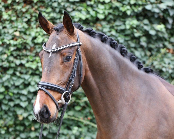 dressage horse Global's Zauberfee (Oldenburg, 2021)