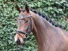 dressage horse Global's Zauberfee (Oldenburg, 2021)