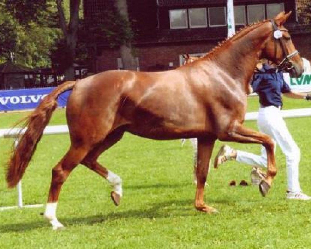 broodmare Donna Laura (Westphalian, 2003, from Dr Doolittle 45)