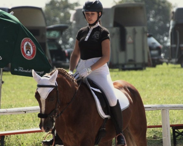 Deckhengst Schloß Altenhausen Baccardi (Welsh-Cob (Sek. C), 2004, von Schloß Altenhausen Woodstock)