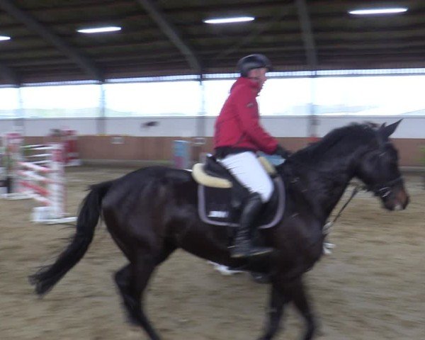 Reitturnier Werne 2025