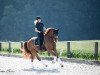 dressage horse Don Colado (German Sport Horse, 2016, from Don Diamond)