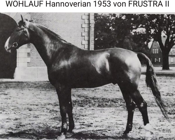 stallion Wohlauf (Hanoverian, 1953, from Frustra II)