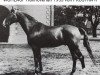 stallion Wohlauf (Hanoverian, 1953, from Frustra II)