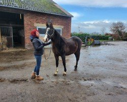 dressage horse Connor MacLeod (German Riding Pony, 2023, from Cosmopolitan NRW)