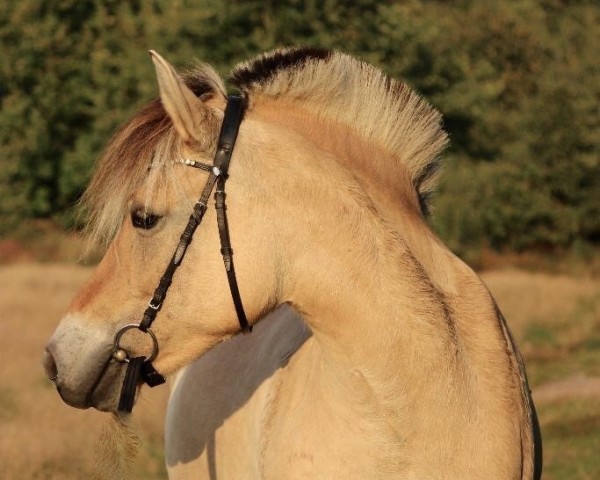 Zuchtstute Østergårds Josefine (Fjordpferd, 2009, von Citrus Klattrup)