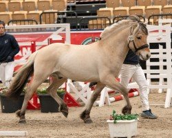 Pferd Sjoure (Fjordpferd, 2022, von Fjordbækken’s Sidan)