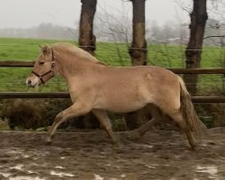 Pferd Caprina (Fjordpferd, 2023, von Inesco)