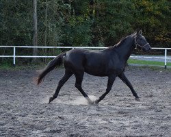 horse Mozart (Polish Warmblood, 2018)