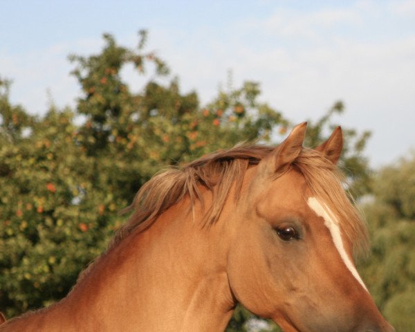 broodmare A Koko Chalet B (German Riding Pony, 2014, from Kastanienhof Cockney Cracker)