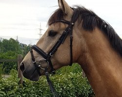 Springpferd Mister Musty (Connemara-Pony, 2014)