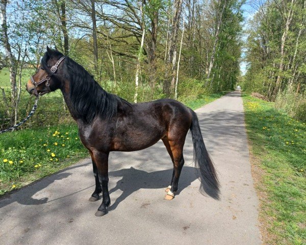 horse Pan (Welsh-Pony (Section B), 2021, from Bir.Sir Percy)