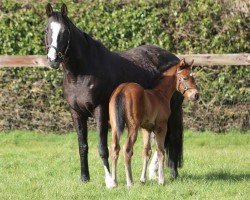 broodmare Modern Look xx (Thoroughbred, 2005, from Zamindar xx)