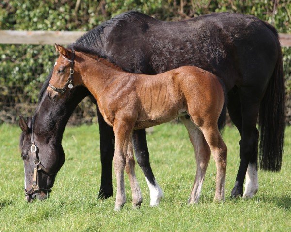 foal by Hengst von Chaldean xx (Thoroughbred, 2025, from Chaldean xx)