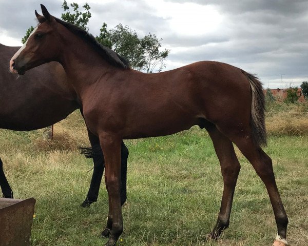 Springpferd One Way HS (Deutsches Sportpferd, 2021, von Ogano)