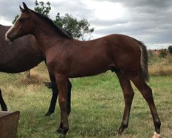 jumper One Way HS (German Sport Horse, 2021, from Ogano)