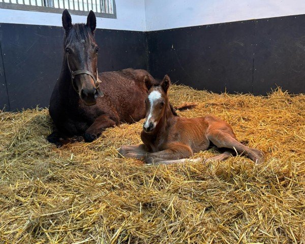 foal by Hengst von Chaldean xx (Thoroughbred, 2025, from Chaldean xx)