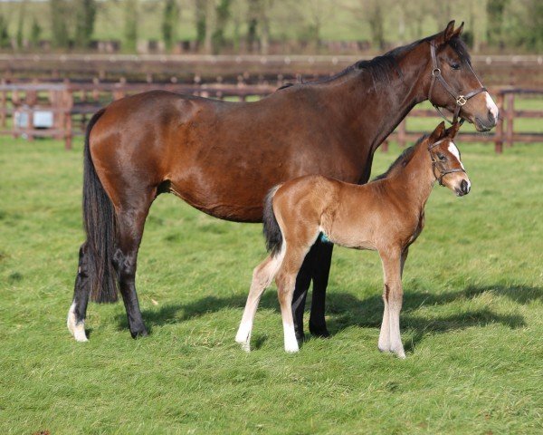 foal by Hengst von Frankel xx (Thoroughbred, 2025, from Frankel xx)