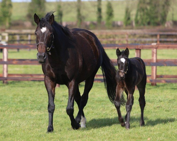 foal by Stute von Blue Point xx (Thoroughbred, 2025, from Blue Point xx)