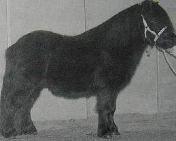 Pferd Jorrit van de Bolberg (Shetland Pony, 1994, von Dreadnought-Dynamic van de Beemster)