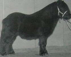 horse Jorrit van de Bolberg (Shetland Pony, 1994, from Dreadnought-Dynamic van de Beemster)